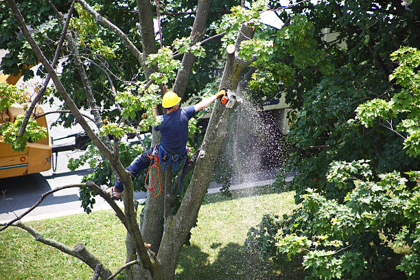 Best Tree Trimming and Pruning  in Mulberry, FL